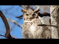 Wildlife Adventures - Great Horned Owl