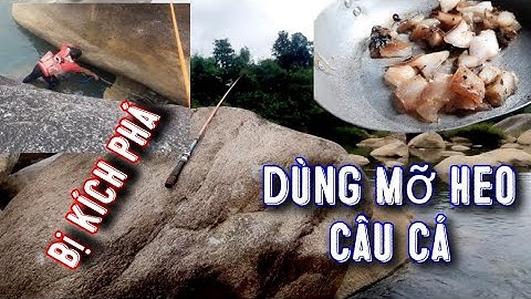 Câu Cá Với Mỡ Heo và cái kết.