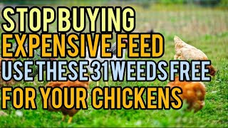 How to Feed Poultry with 31 Common Weeds | Stop Buying Expensive Feed for Chickens & Livestock