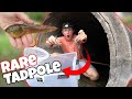 Finding EXOTIC Bullfrog TADPOLES and CRAWFISH in HIDDEN Sewer TUNNEL!