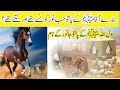 Animal Names Of Our ProphetSAW حضورﷺ کے جانوروں کے نام Animals Muhammad Quranmaktab