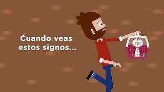 Hills Id Digestive Care Para Gatos Con Problemas Gastrointestinales