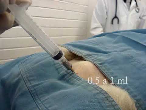 Video: Cáncer De Médula ósea (mieloma) En Perros