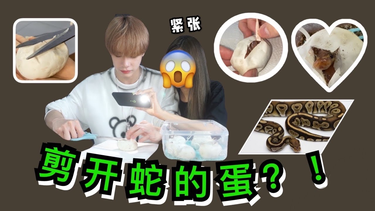 初体验【剪开蛇蛋？！】超兴奋终于等到这一天了