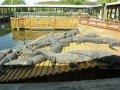 Крокодилы и Алигаторы. Прогулка по Gatorland, Orlando Fl