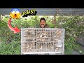 أكبر تجمع لطيور الزيبرا.. 57 طير داخل المحميه👌المشروع المربح💵