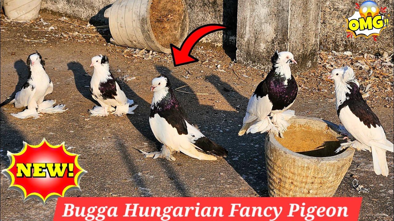 Bugga Hungarian kabutar Ke Ande me se Bacha Nikal Gya ❤️  Fancy pigeon || Kabutar 