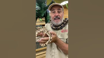 These Snakes Have So Many Cool Colors! 🐍 #shorts #animals #reptile #snake #python #morph