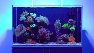 :      | The corals in my reef tank