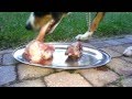 Appenzell Mountain dog mix eats raw meat and bones (BARF NRV)