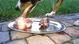 Appenzell Mountain dog mix eats raw meat and bones (BARF NRV)