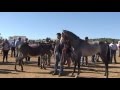 Feria y  Fiestas  de Zalamea Sna  - Rodeo-2016