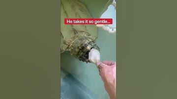 Feeding My Pet Alligator Snapping Turtle! 😱🍗🐢 #shorts #turtle
