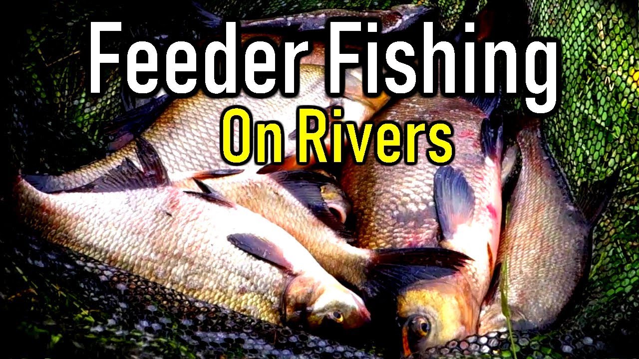 Feeder Fishing The RIVER OUSE YORK - YouTube