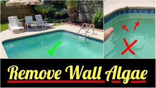 ✅How to Remove Stubborn Algae from Pool Wall | Best Pool Algaecide and Pool Algae Brush