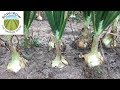 Best Practices for Growing Large Onions
