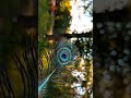 morpankh 🦚 || Mobile Videography || #shorts #mobilevideography