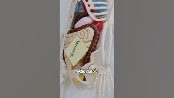 How Bananas Help You Lose Weight