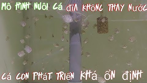 mô ình nuôi cá đĩa không thay nước