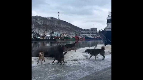 Сивуч против собак