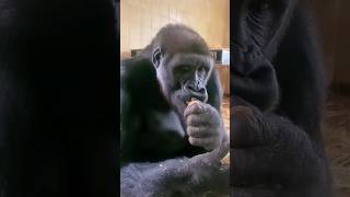 This Male Gorilla Is Enjoying His Parsnips! #Gorilla #Asmr #Mukbang #Eating