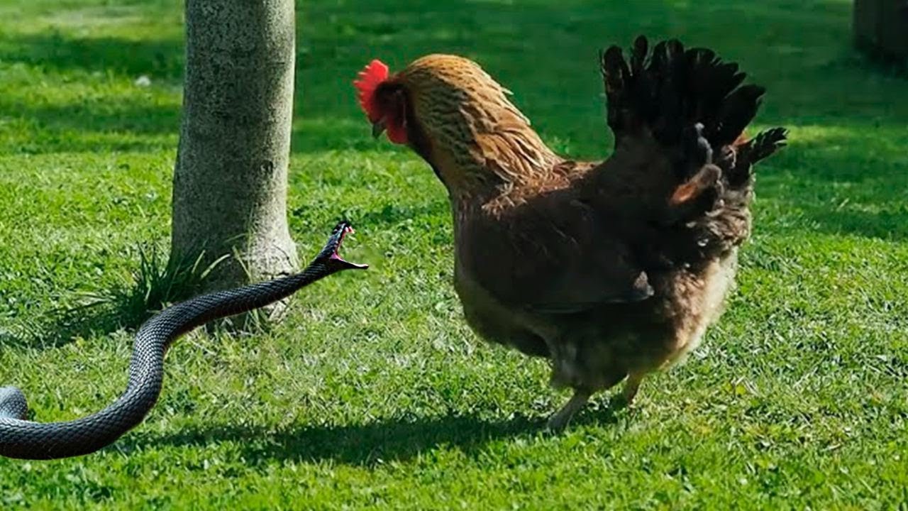 Цыпленок против ларата