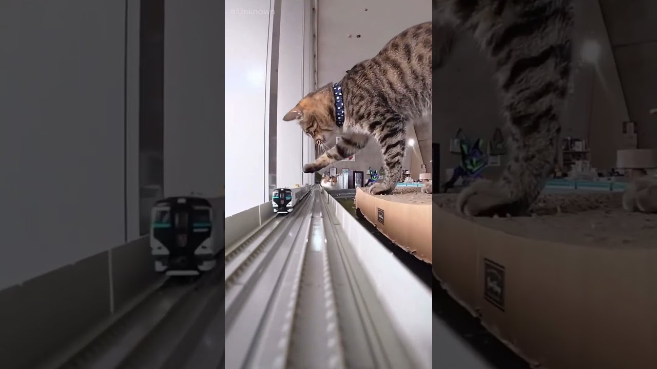 Tiny Train vs Giant Cats! 😱
