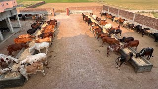 Cattle Farming Business Tips in Pakistan | Cattle Farming Business Ideas in Pakistan | By Asim Faiz