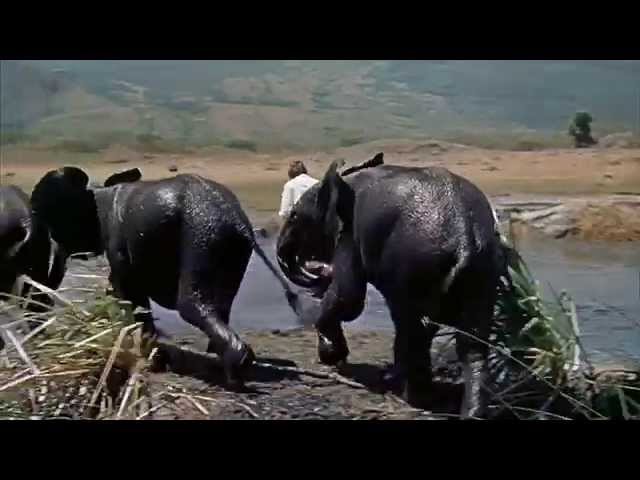 Henry Mancini - Baby Elephant Walk /A.D. Film "Hatari"