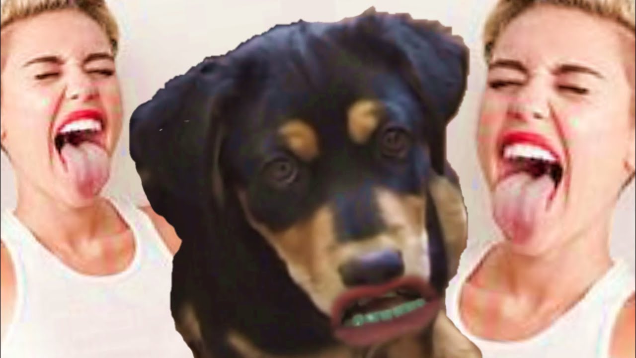 MY DOGS LICK YOU presented by MY MOUTH. YouTube