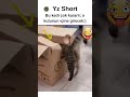 🐱📦 Azmin Elinden Hiçbir Şey Kurtulmaz! 💪😹 #keşfet #kedi #cat #cats #kedi...