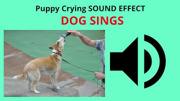 Puppy Crying Sound Effect (DOG SINGS)