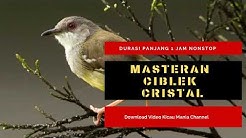Masteran Ciblek Kristal Durasi Panjang | Suara Masteran Burung Ciblek Kristal mp3  - Durasi: 53:32. 