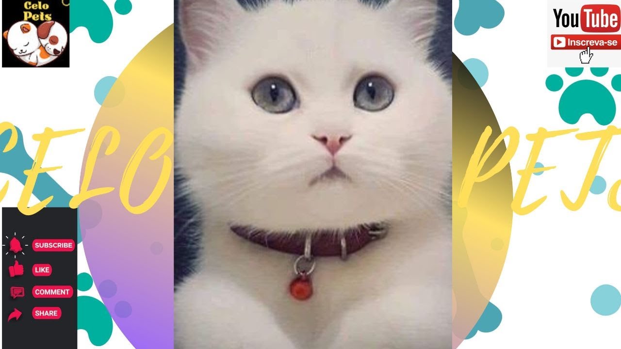 Celo Pets - Animais Engraçados / Funny Animals Channel 🐶🐱 #7 - YouTube