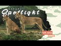 Talamati Pride Reunion - Safari Spotlight #2