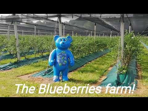 Blueberries farm |Buhay ay Ganyan