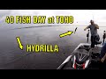 Lake Toho Bass Fishing in Hydrilla | 40 Fish Day