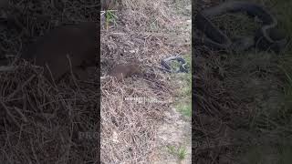 Makan Enak  Garangan Vs Ular Kobra