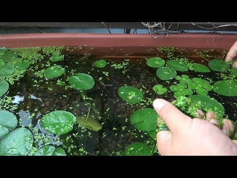 5つの簡単ステップで作れる認証野生生物生息地の作り方