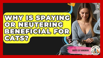 Why Is Spaying Or Neutering Beneficial For Cats? - Happy Cat Handbook