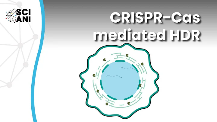 Which molecular factor(s) suppress CRISPR-Cas mediated HDR?