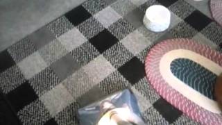 Dirt devil platinum force cleaning up bird food.