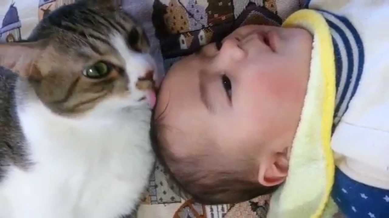 赤ちゃんを舐める猫 Youtube 赤ちゃんを舐める猫 Youtube