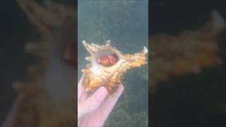 Occupied seashells🐚The snorkeling shell hunter. #seashells #nature #ocean #reef