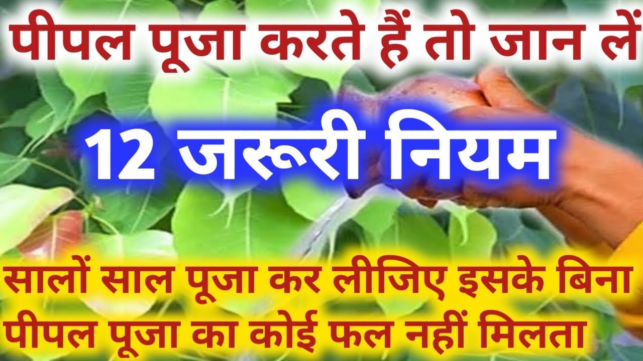 Pipal puja ke niyam पीपल पूजा के 12 ज़रूरी नियम ,इसके बिना पूजा अधूरी है