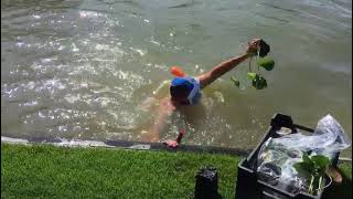 Waterlelie Planten In Betonnen Rioolbuis