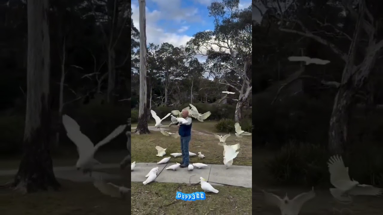 Guy calls on a bunch of wild white cockatoos 😭😭😭