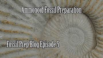 Cleaning an Ammonoid Fossil