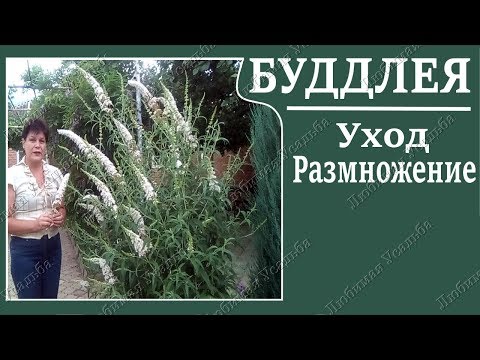 Video: Japonska Buddleya