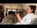 Woman accuses her bunny of acting like a dog